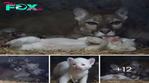 Nature’s Rarity: Puma Proudly Welcomes Ultra-Rare Albino Cub at Nicaraguan Zoo