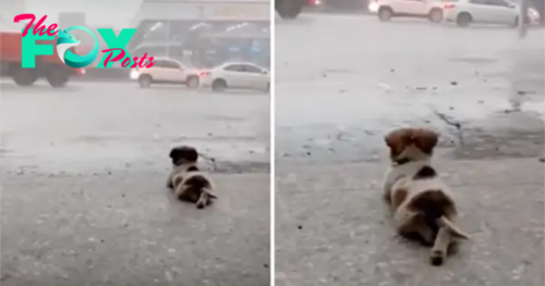 SO.Heartwarming Video: Dog Delights in a Rainy Day Adventure.SO