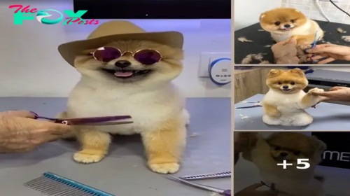 Dog Groomer Takes Internet By Storm With Adorable Pomeranian Haircut Videos