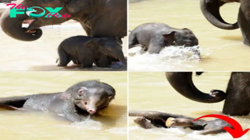 Adorable Elephant Calf Stays Cool During Australia’s Record Breaking Heatwave