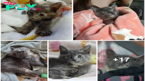 After being rescued from a bag during a storm, the kitten wriggles into the heart of the woman who helped her.