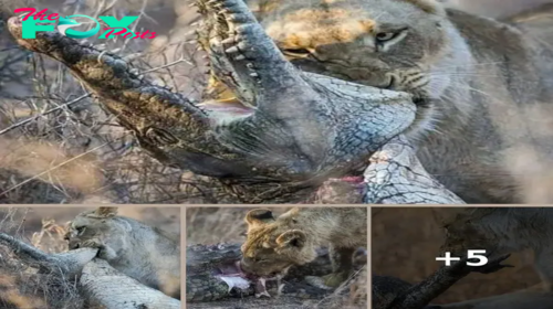 Wild Encounter: Lioness Overpowers Crocodile in Nature’s Epic Showdown