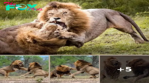 Epic Showdown: Male Lions Battle for Dominance in South Africa’s Sabi Sand Reserve