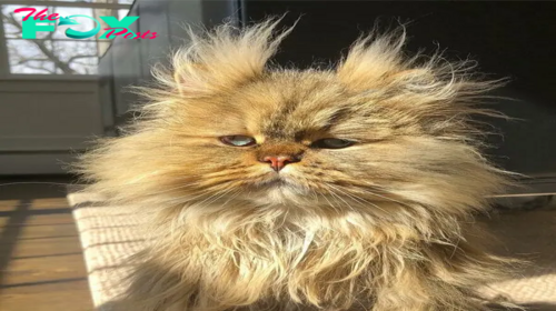 SOT.Introducing Barnaby: The Sleepy Persian Cat Winning Millions of Hearts.SOT