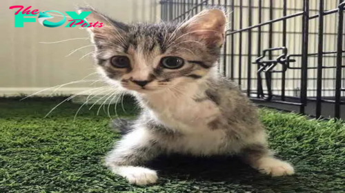 SOT.Hoppy the Tabby: The Irresistible Two-Legged Kitten Who Captured Our Hearts.SOT