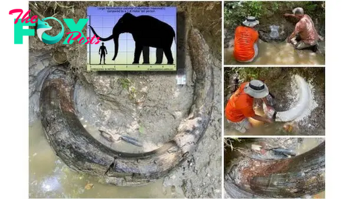 Huge mammoth tusk discovered sticking out of Mississippi streambed