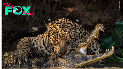 See a jaguar shattering a crocodilian's skull and a 'David Bowie' spider in this sneak peak of the 2024 Wildlife Photographer of the Year