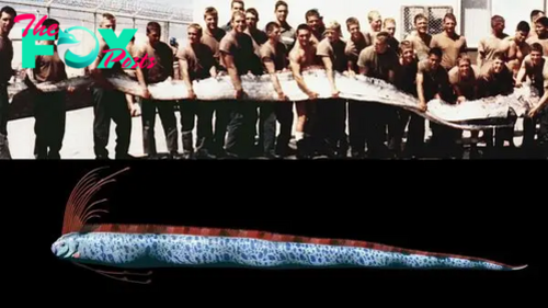 Giant oarfish: The 'doomsday' fish of legend that supposedly foreshadows earthquakes