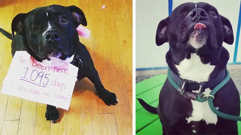 One-Eyed Deaf Pit Bull Who Spent Half Of Her Life In A Shelter Finally Finds Home