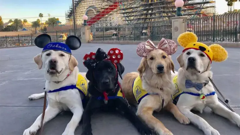 Service Dogs In Training Take Adorable Field Trip To Disneyland