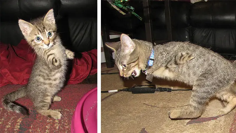 Meet Mercury, The Playful Cat Despite Missing His Two Front Legs