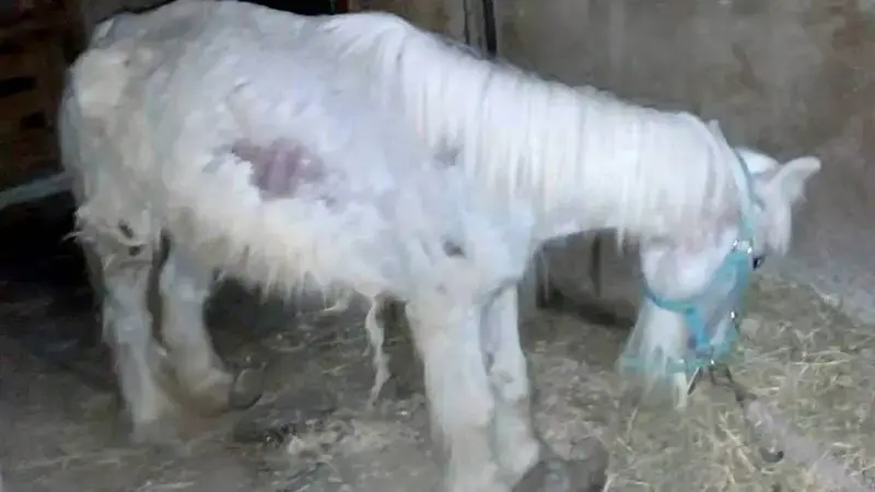 Rescued Ponies Were Too Sad To Hold Their Heads Up Until They Met