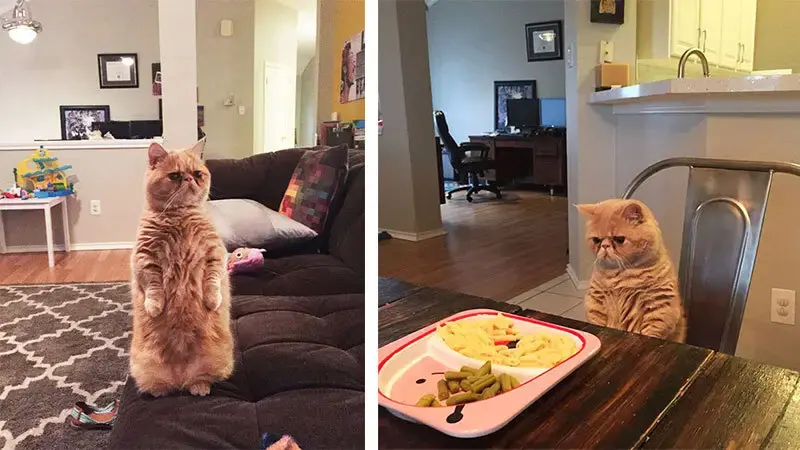 Meet Human-Cat Who Keeps Standing On 2 Legs And Judging His Owners