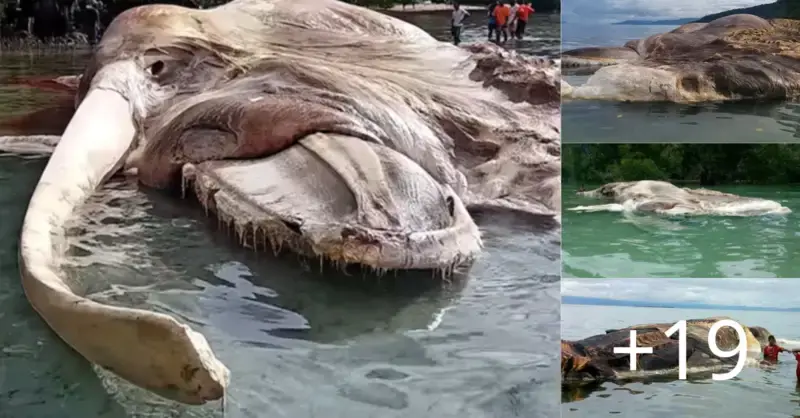 On a seashore in Indonesia, researchers discovered the remains of a 50-legged S monster. (Video)
