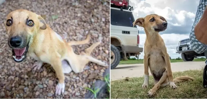 Dog With Two Legs Paralyzed Has To Crawl Dozens Of Kilometers To Seek Help