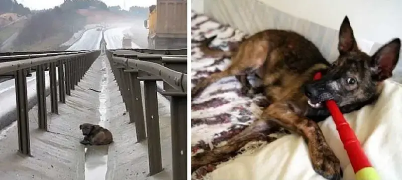 A Dog With Broken Paws Is Lying In The Middle Of the Highway. He Is Unable To Take A Step
