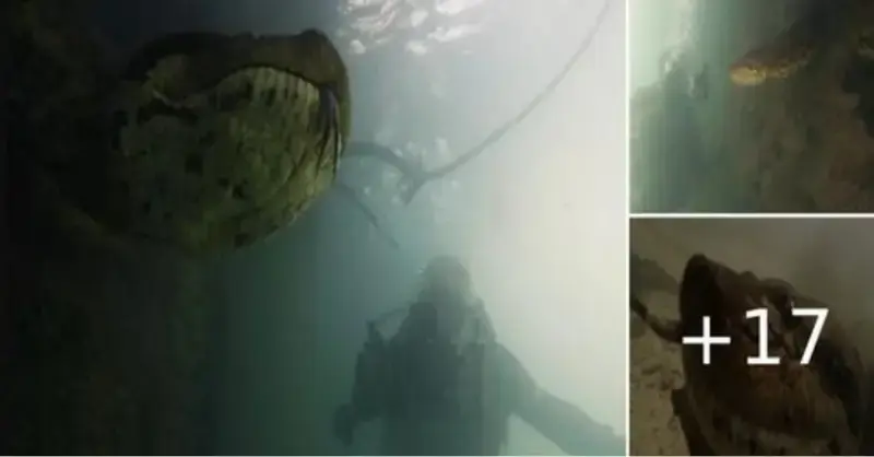 Diver encounters massive 23-foot-long anaconda in Brazilian river