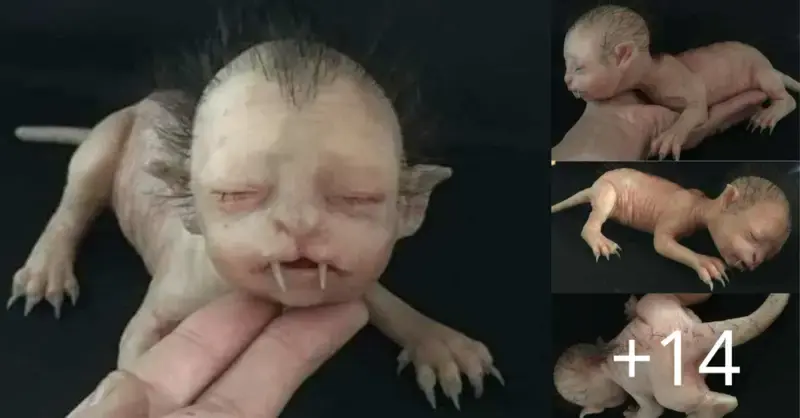 Strange little creature with fangs that makes people curious was discovered in Malaysia