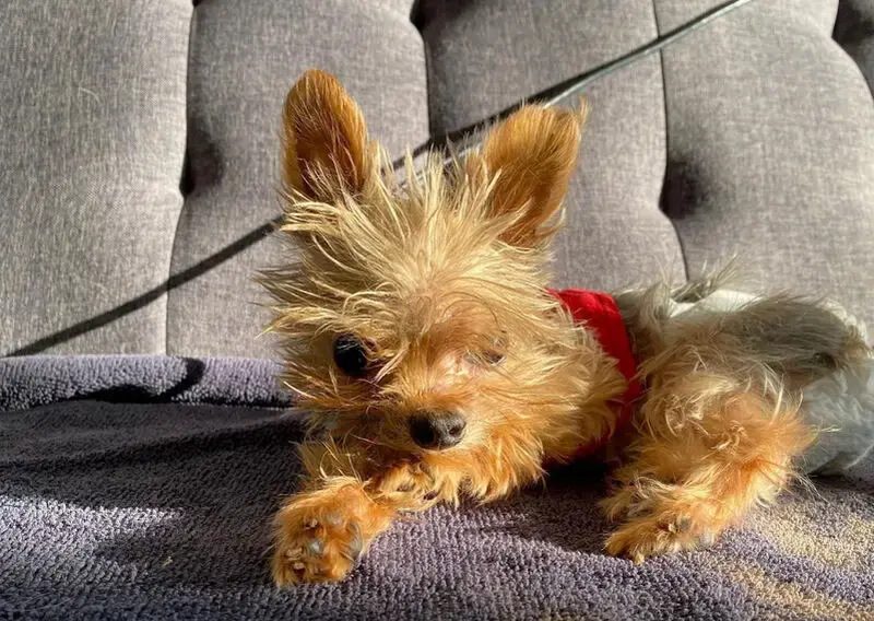 Tiny Rescue Dog Supposed To Live Only For A Few Months Defies Expectations