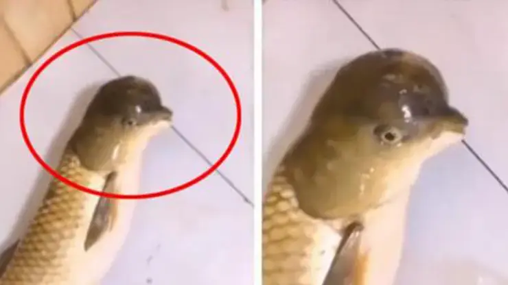 The Guy Who Caught A Carp With A Head Similar To A Bird Is Extremely Rare