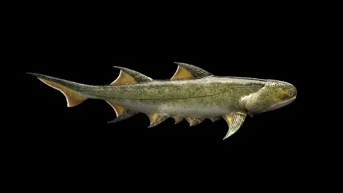 The 455 Million-Year-Old "Monster" Shark In China Is... Our Ancestors?