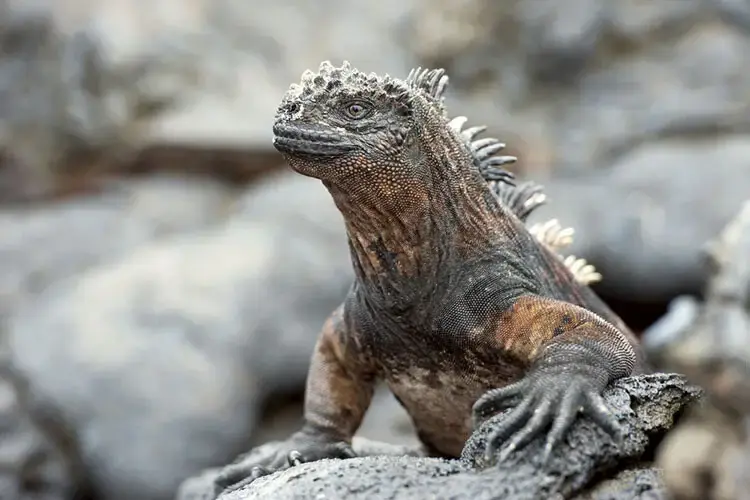 Sea Iguana Sneezes Out Salt: Swim Lizards Look Like Godzilla