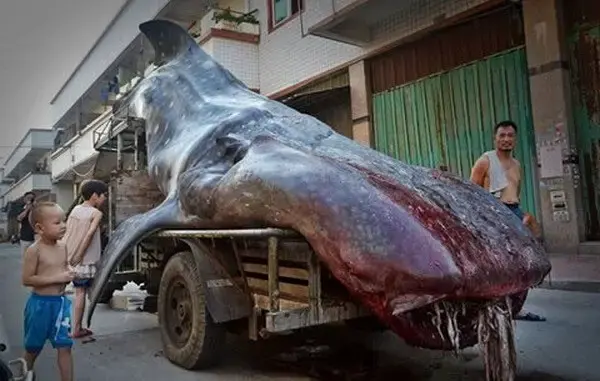 Strange Sea Monster Discovered In China: Scary Shape