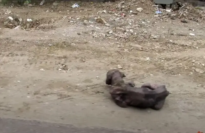 Dog Lies Down To Die & At That Moment, A Miracle Happens