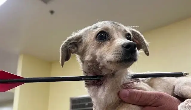 Tiny Puppy Found With Arrow Through Her Neck: ‘Screaming In Pain And Hardly Taking His Last Breath’