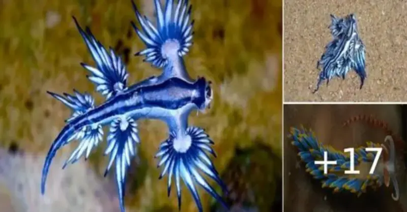 A fisherman found a dead “Blue Dragon” that had washed up on the coast