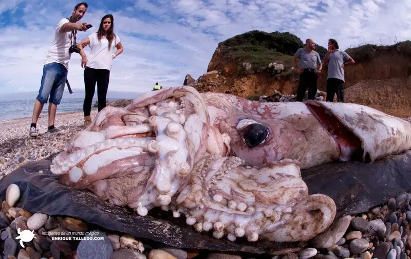 Spaniards Screamed And Ran Away When They Caught The World’s Largest Octopus Washed Ashore