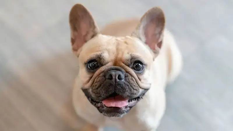 French bulldog owner works with police to get stolen pup back as dog thefts are up 40%