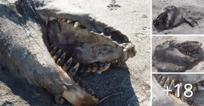 A 30 foot long unknown “sea monster” with enormous teeth was found washed up on a New Zealand beach