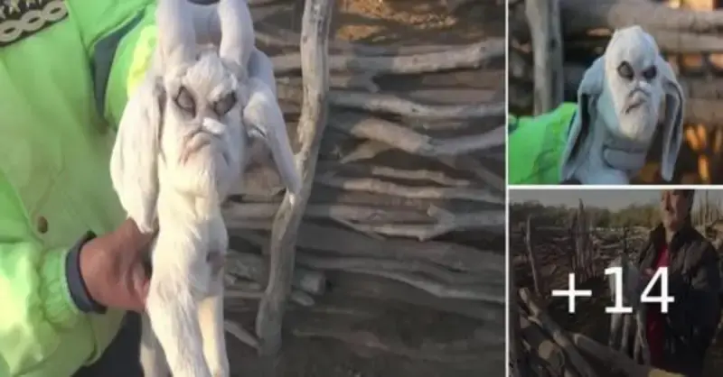 Town in Argentina is terrified by a goat with a “demonic” visage