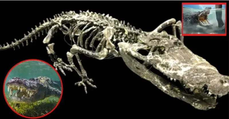Dinosaur-hunting ‘terror croc’ found preserved in the Wyoming badlands