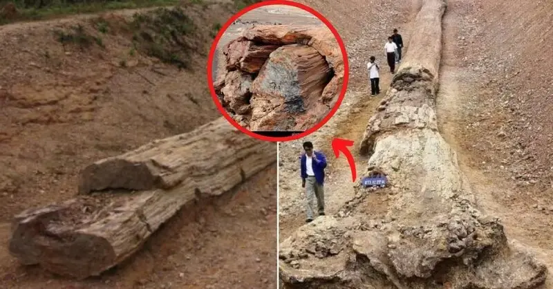 ThaiLand Authorities Discovered Petrified Ancient Giant Trees