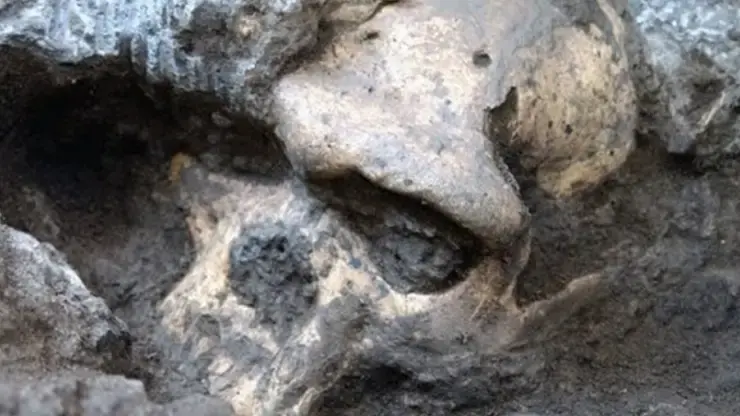 A Million-Year-Old Human Skull Has Led Scientists to Reconsider Early Human Evolution