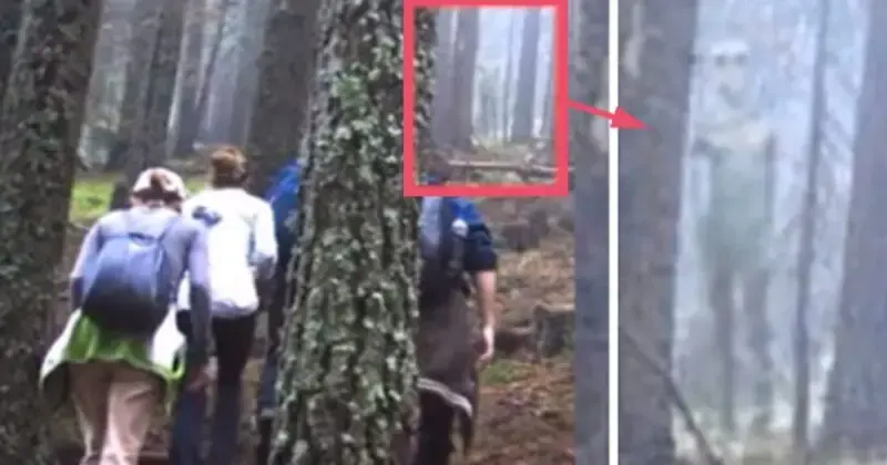 Hikers Recorded a Giant Grey Alien In a Bulgarian Forest