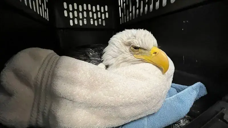 3 bald eagles die, 10 sick after eating euthanized animals