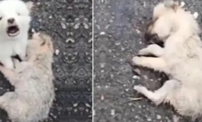 An unsheltered dog refuses to leave his friend dog who was unfortunately lying dead in the rain