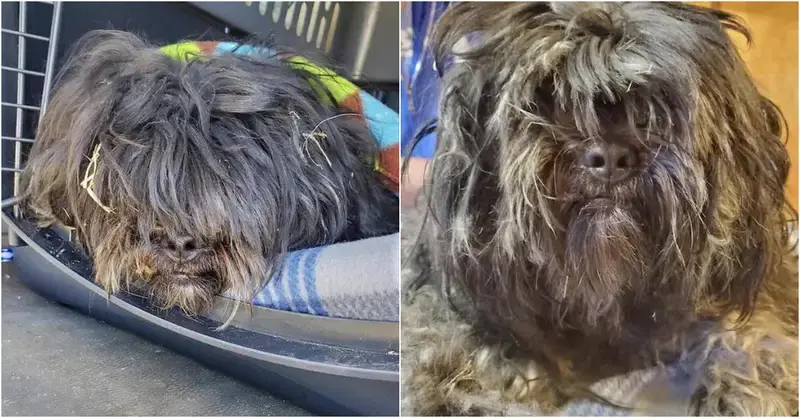 At the front door of a residence, they discovered a dog with a shaggy coat pleading for assistance.