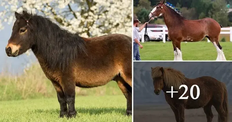 10 Best Horse Breeds iп Every Category (Fastest, Stroпgest, etc.)