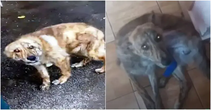 He contacted the street dog he saw pleading for assistance after realizing something tragic.