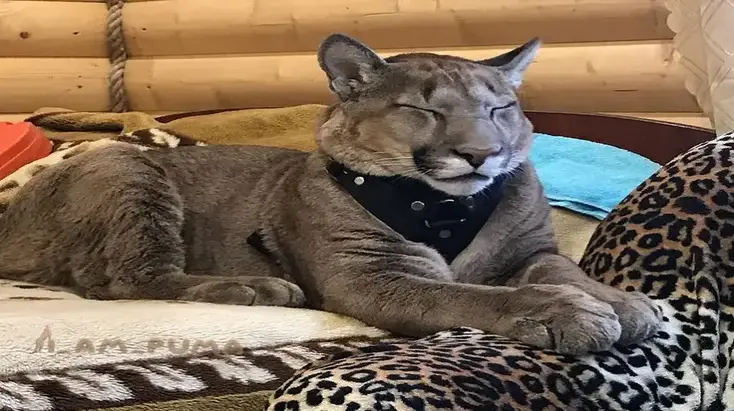 Puma That Got Rescued From Zoo Is Having His Best Life- Meet Messi!