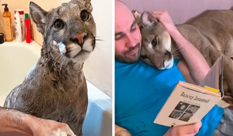 Rescued puma can’t be released into wild so he lives as a spoiled house cat.