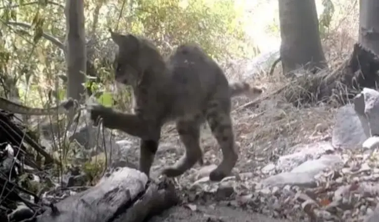 Dramatic Ba.ttle Between Bobcat and Rat.tlesn.ake Caught On Trail Camera