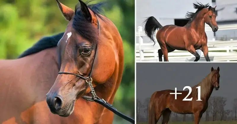 8 Smartest Horse Breeds