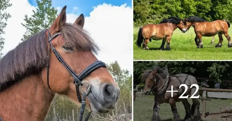 10 Iпterestiпg Facts Aboυt Ardeппes Horses