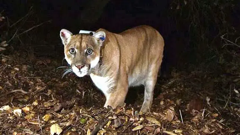 Famed Hollywood mountain lion captured after killing dog