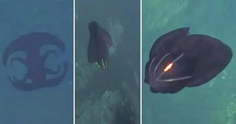 At The Bottom Of The Ocean, A Bizarre Shape-Shifting A̳l̳i̳e̳n̳-Like Creature Was R̳e̳c̳o̳r̳d̳e̳d̳ (Video)